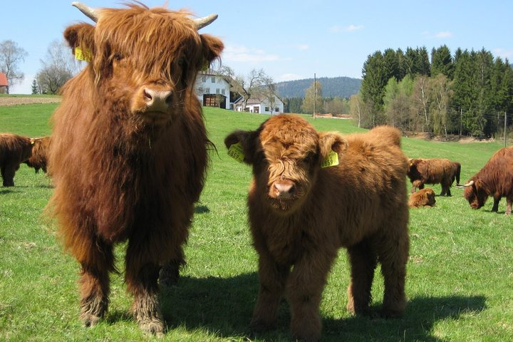 Highland Cattle can often be seen on this tour. 